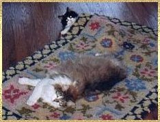 cats in carpet